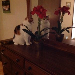 Meet your Posher, Janet